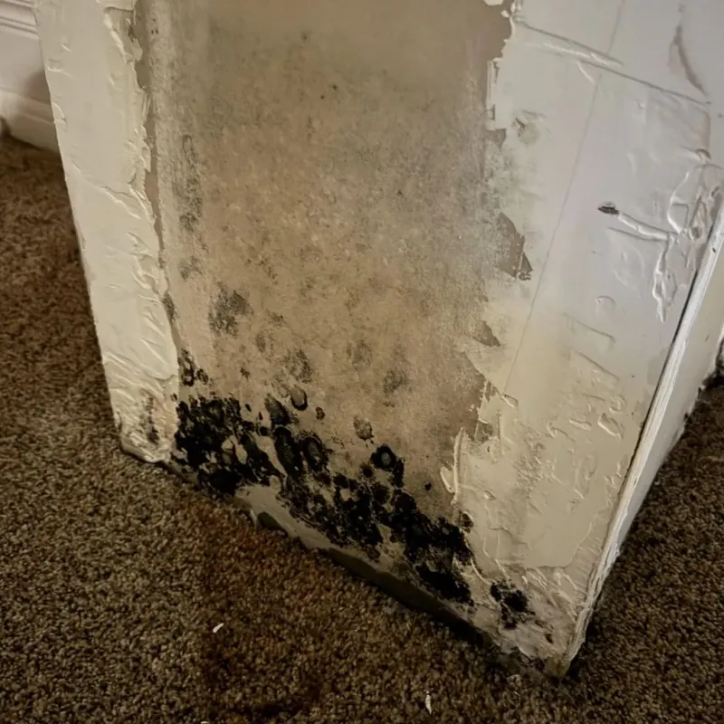 Professional Mold Removal in Hamilton, AL
